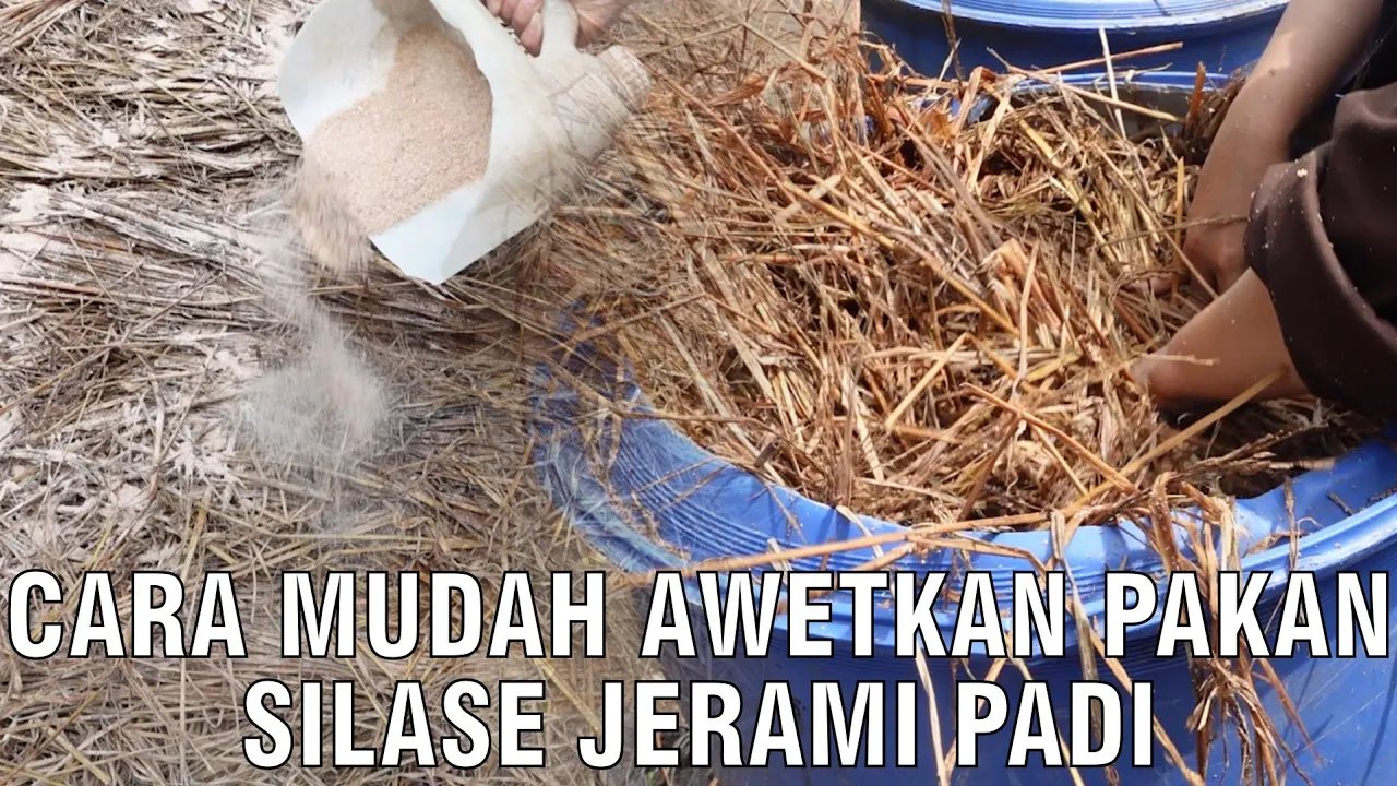 
                                 Cara-Mudah-Awetkan-Pakan-Silase-Jerami-Padi